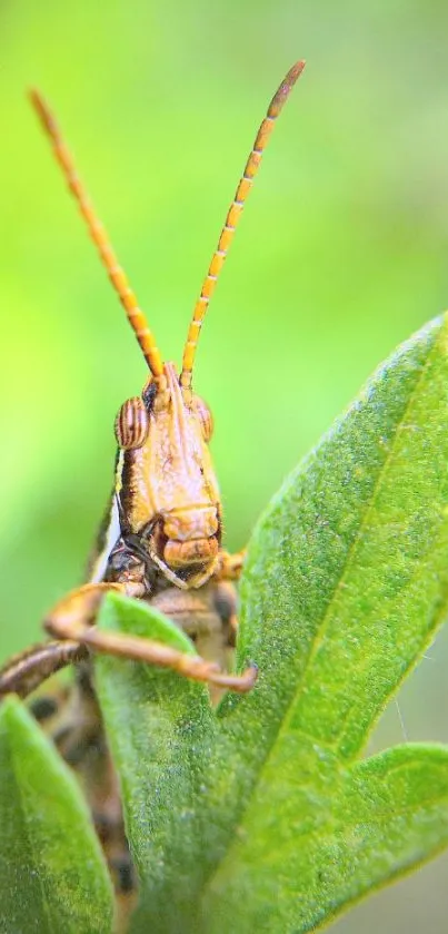 Close-up of a grasshopper on green leaves, vibrant nature wallpaper.