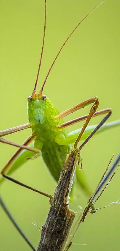 Green grasshopper on twig with blurred green background.