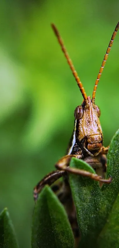 Close-up of a grasshopper on a green leaf, showcasing nature's vibrant details.