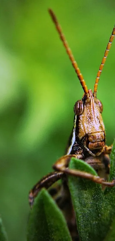 Closeup of a grasshopper on green leaves, showcasing vibrant nature.