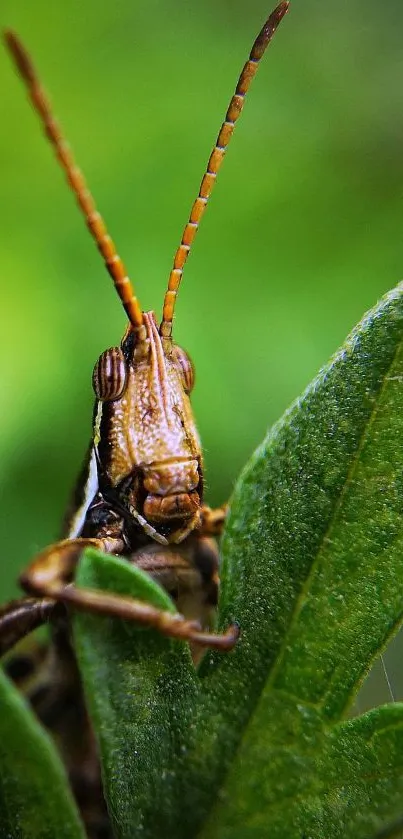 Close-up of a grasshopper on a green leaf in nature.