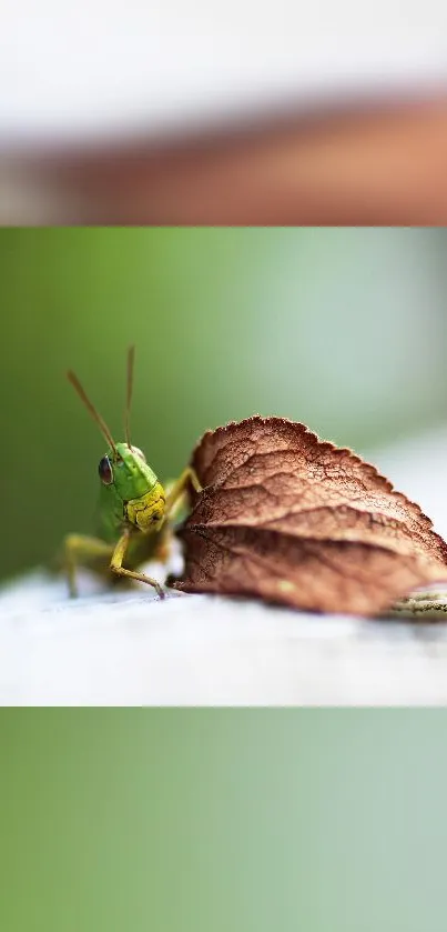 Grasshopper on a leaf with a blurred green background.
