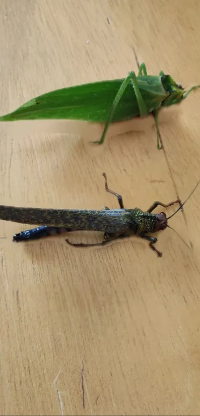 Close-up of two grasshoppers on a light brown wooden surface.