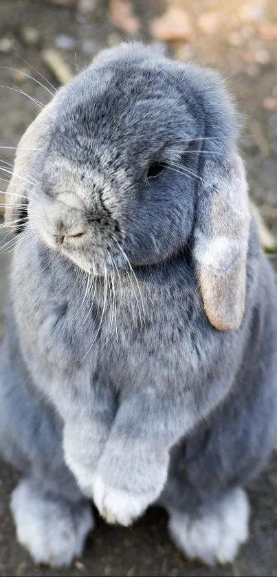 Adorable gray lop-eared rabbit standing upright on ground.