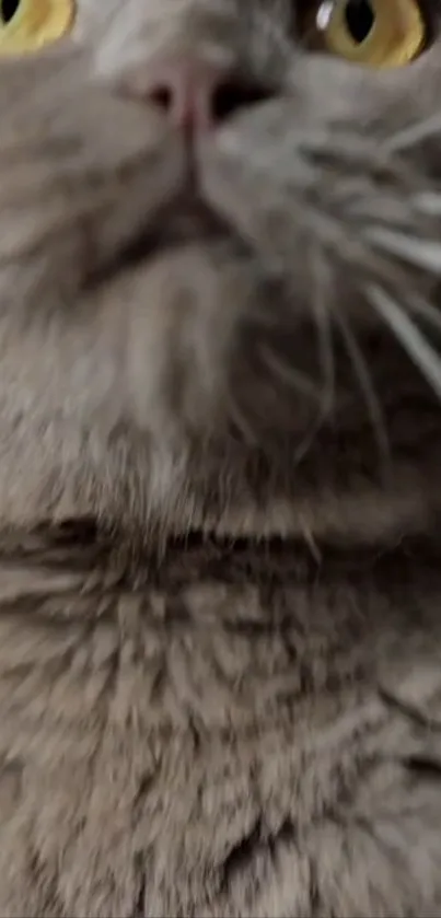 Close-up of a gray cat with yellow eyes, showing fur and whiskers.