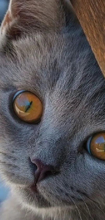 Close-up of a gray cat with amber eyes, perfect for a serene mobile wallpaper.