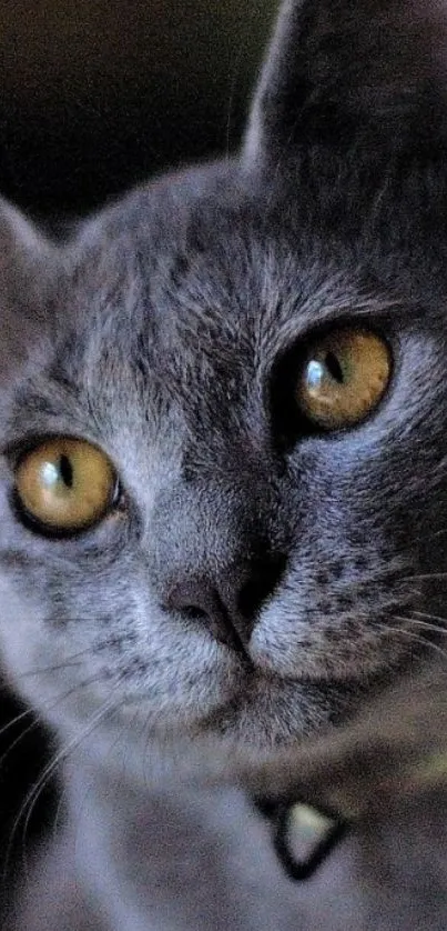 Close-up of gray cat with amber eyes.