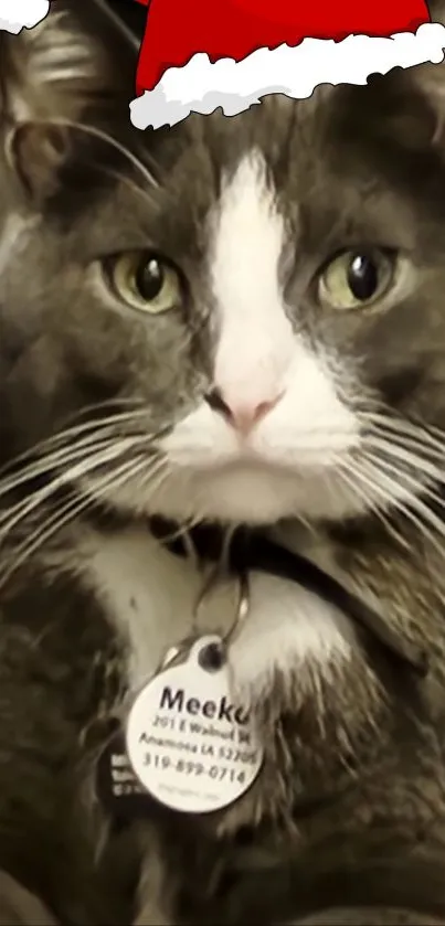 Close-up of a gray cat looking curious and charming for a phone wallpaper.