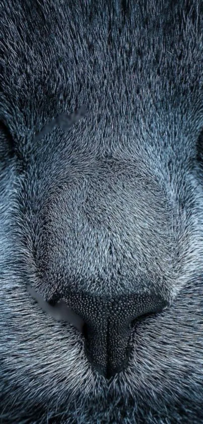 Close-up of a gray cat's face with detailed fur texture.