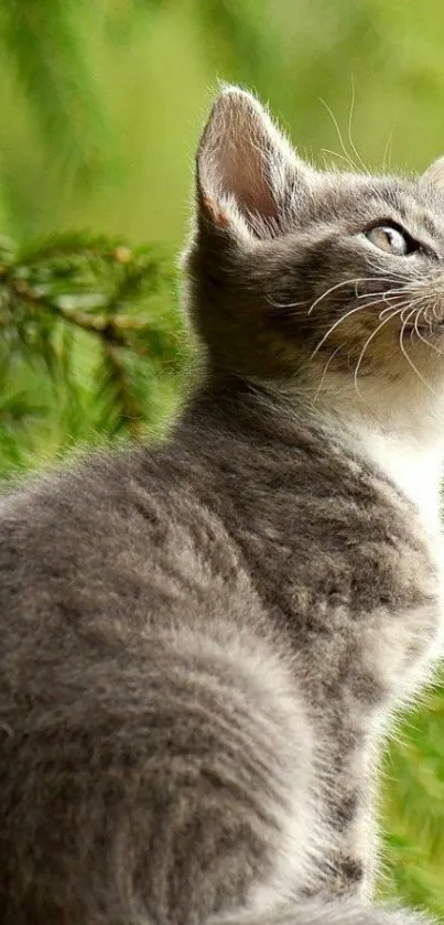 Gray cat with green nature background in mobile wallpaper.