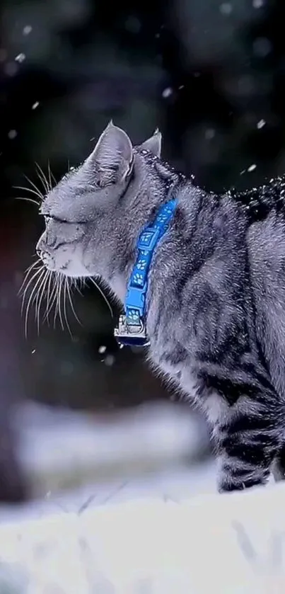 Gray cat with blue collar standing in snow.