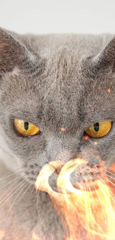 Gray cat with yellow eyes on a white background.