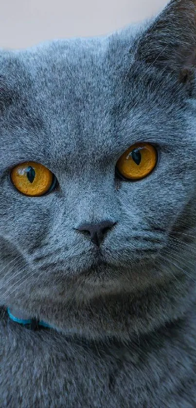 Close-up of a gray cat with golden eyes, perfect for a mobile wallpaper.