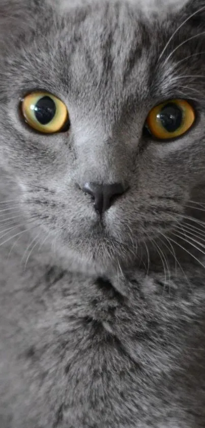 Gray cat with striking eyes mobile wallpaper.