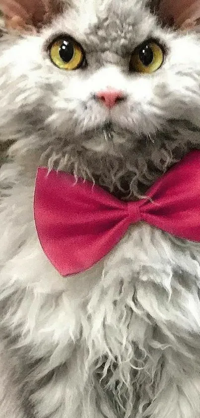 Fluffy gray cat with a vibrant pink bow tie in a stylish pose.