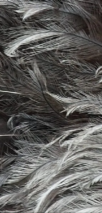 Intricate gray feather mobile wallpaper with elegant texture.