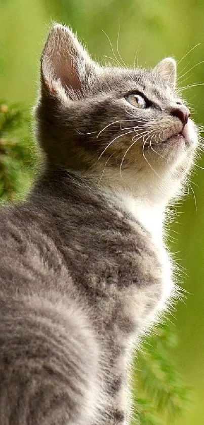 Curious gray cat among green leaves in a nature wallpaper.