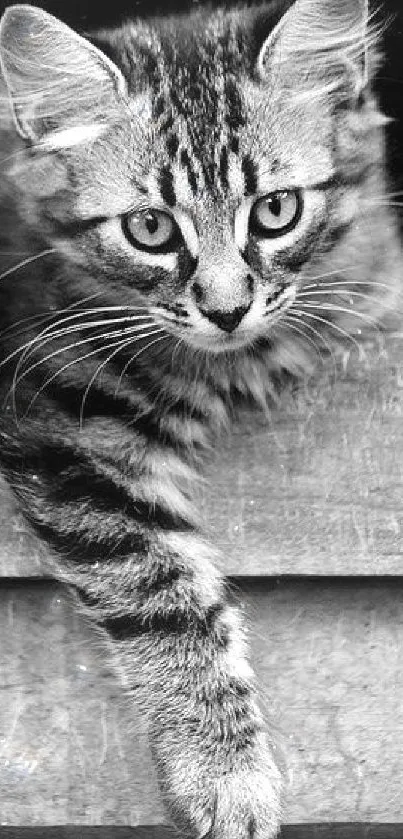 Black and white tabby cat laying on a wooden surface.