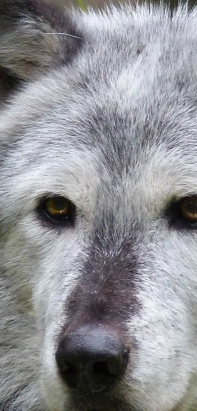 Close-up of majestic gray wolf with striking eyes in natural setting.