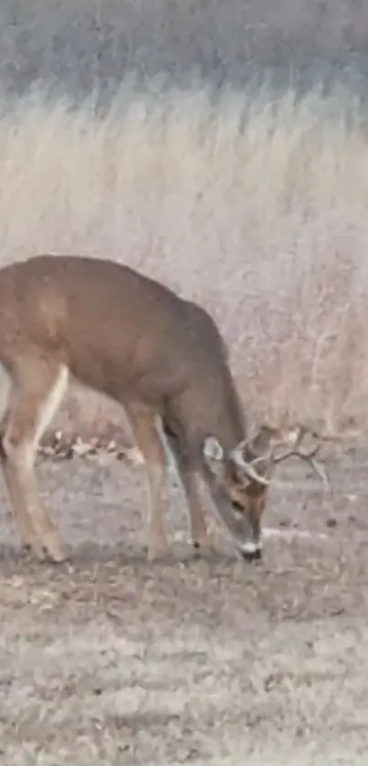 A deer grazing peacefully in a rustic autumn field.