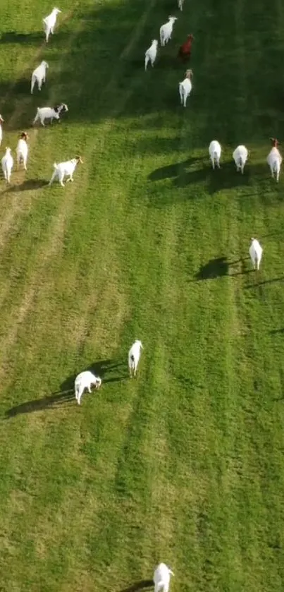 Herd of goats grazing in a lush green field, casting long shadows.