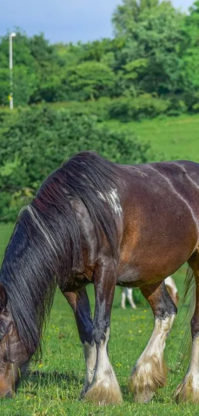 Majestic horse grazing in vibrant green meadow.