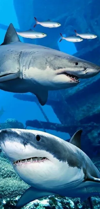 Great white sharks and fish swimming near coral reef in deep ocean.