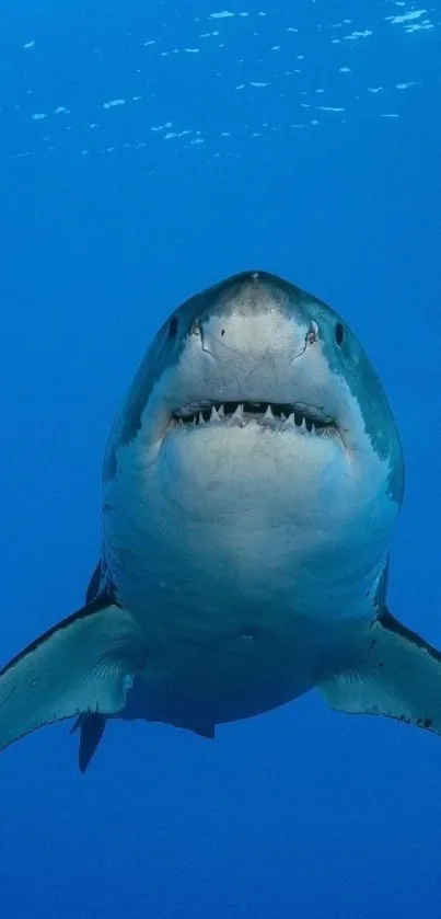 Great white shark swimming in blue ocean, perfect mobile wallpaper.