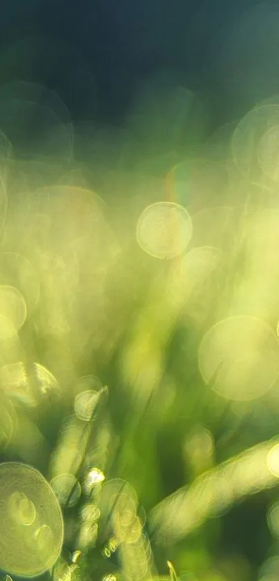 Green bokeh abstract wallpaper with soft lighting and nature-inspired design.