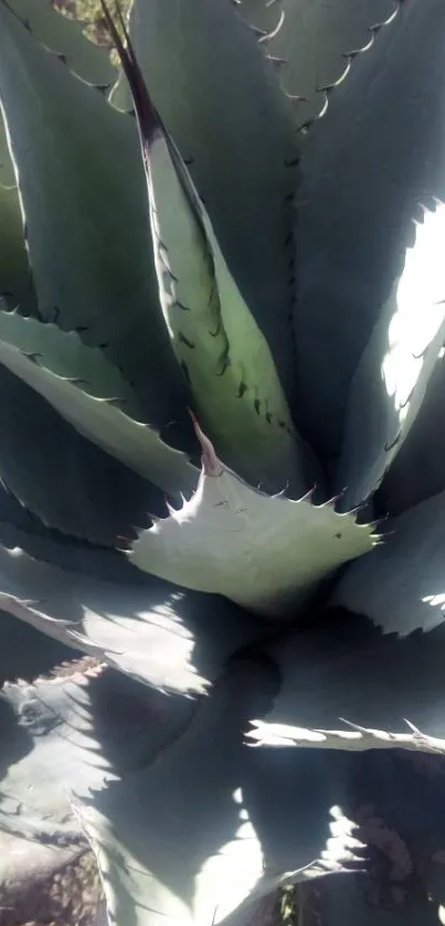 Green agave plant with sunlit leaves.