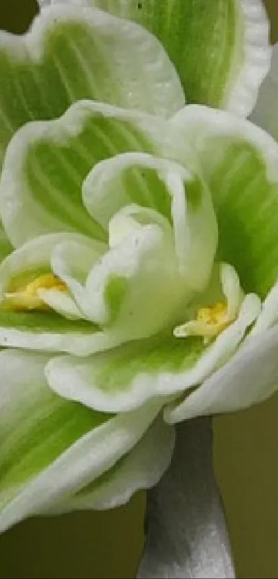 Close-up of a green and white flower with intricate petal details.