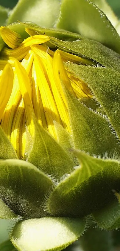Vibrant green and yellow sunflower bud close-up.