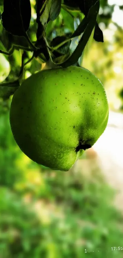 Close-up of a green apple on a tree with blurred leaves.