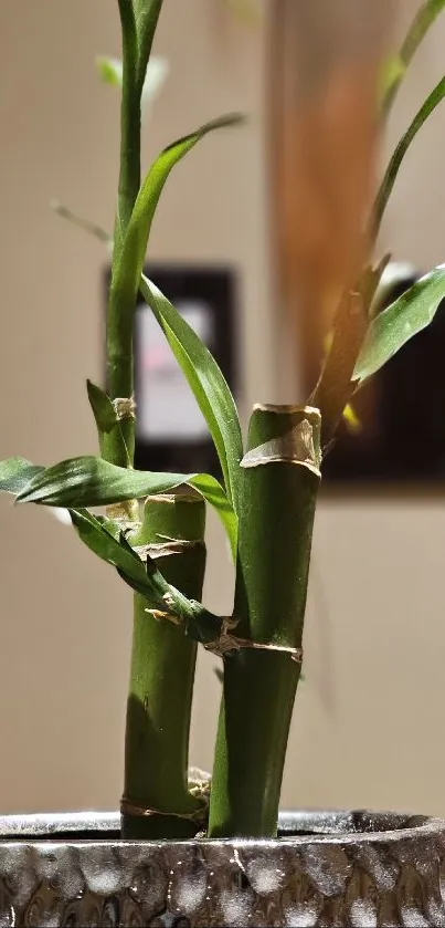 Bamboo stems in a decorative vase with a soft background.