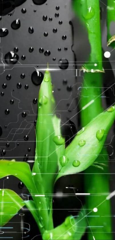 Bamboo and leaves with water droplets on a digital background.