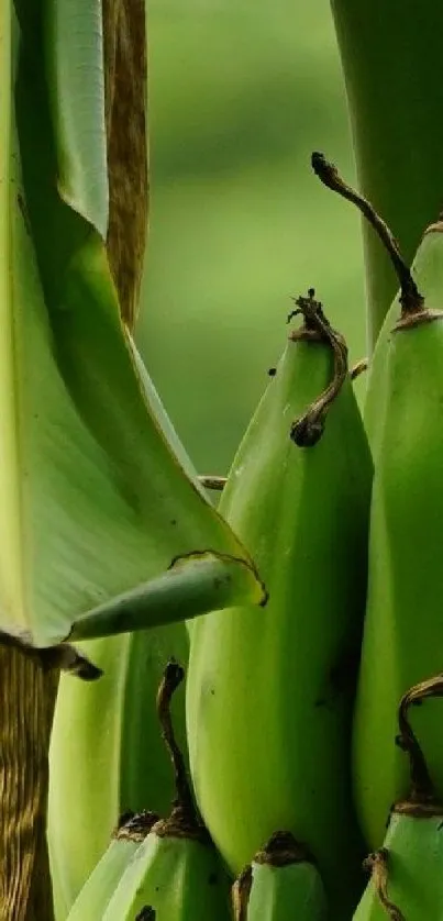 Green banana plant wallpaper with vibrant tropical leaves.