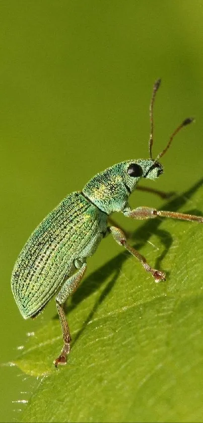 Close-up of a green beetle on a vibrant green leaf.