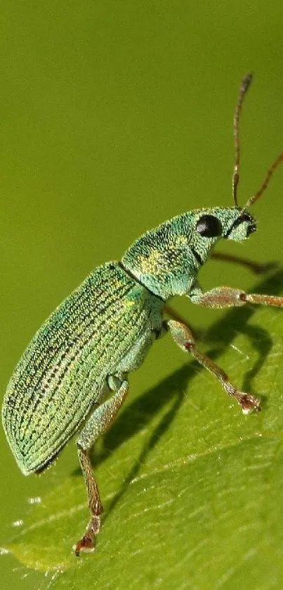 Close-up of a green beetle on a leaf, showcasing its intricate details.