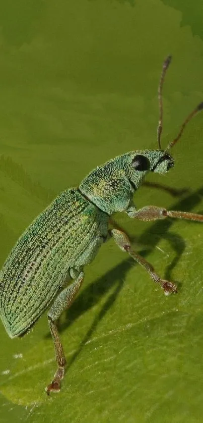 Close-up of a green beetle on a leaf with an olive green background.