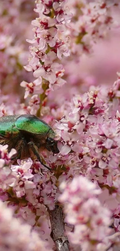 Green beetle on pink flowers mobile wallpaper.