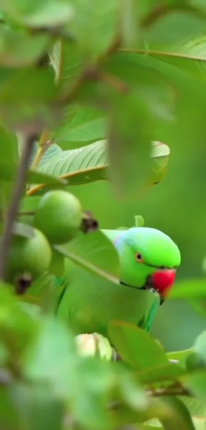 Green Bird Branch Live Wallpaper