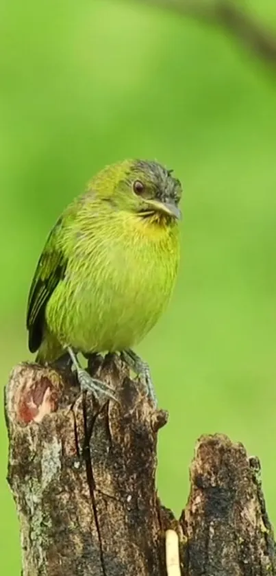 Vibrant green bird on a rustic tree stump with a blurred foliage background.