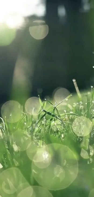 Green bokeh wallpaper showing dewy grass in sunlight.