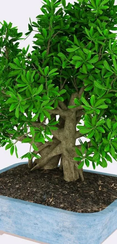 Lush green bonsai tree in a blue ceramic planter.