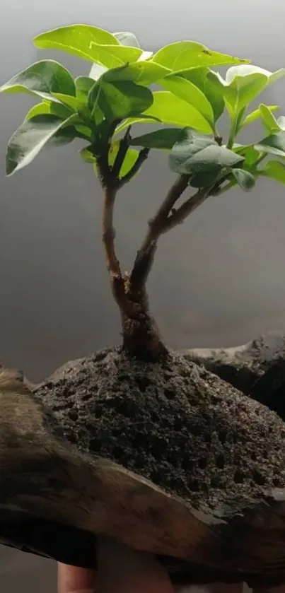 A vibrant green bonsai on a wooden base.