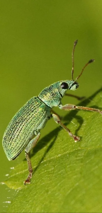 Close-up of a green beetle on a leaf, showcasing nature's detail.