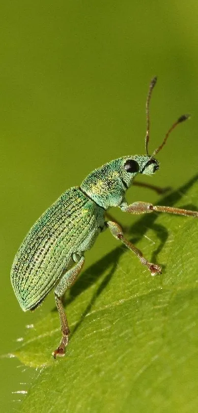 Green bug on a leaf mobile wallpaper showcasing nature's beauty.