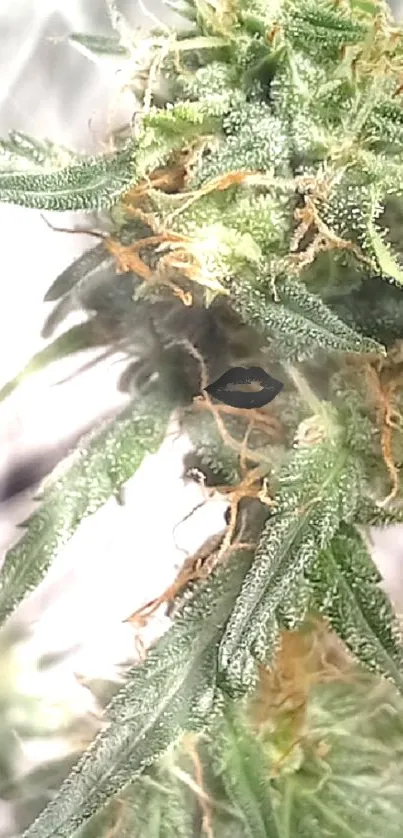 Close-up of cannabis plant with frosty green leaves and buds.