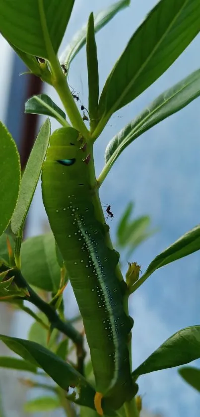 Close-up of a green caterpillar on a leaf.