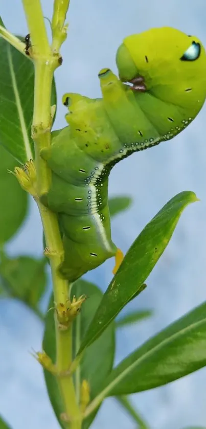 Close-up of a green caterpillar on a leafy plant background.